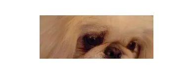 Business 9 image EMPIRE PETS SALON & BOUTIQUE Pet Grooming in Mission KS