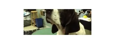 Business 10 image EMPIRE PETS SALON & BOUTIQUE Pet Grooming in Mission KS