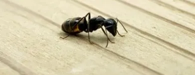 Business 1 image FREEDOM PEST CONTROL Spider Control in Indianapolis IN