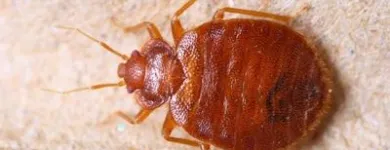 Business 2 image FREEDOM PEST CONTROL Spider Control in Indianapolis IN