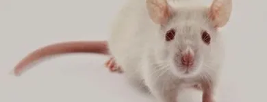 Business 4 image FREEDOM PEST CONTROL Spider Control in Indianapolis IN