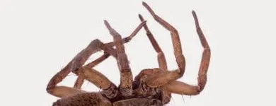 Business 5 image FREEDOM PEST CONTROL Spider Control in Indianapolis IN