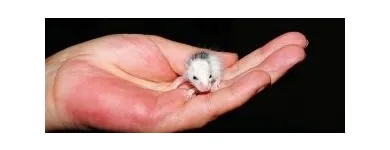 Business 6 image FREEDOM PEST CONTROL Spider Control in Indianapolis IN