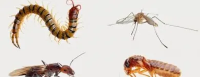 Business 8 image FREEDOM PEST CONTROL Spider Control in Indianapolis IN