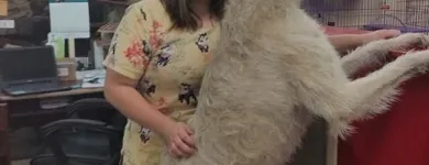 Business 8 image FURRY FRIENDS DOG AND CAT GROOMING Pet Grooming in San Diego CA