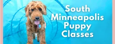 Business 3 image GO ANYWHERE DOG Dog Training in Minneapolis MN