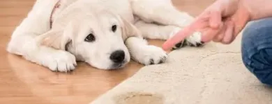 Business 1 image GREAT AMERICAN CARPET AND STONE CARE Pet Odor Removal in Tomball TX