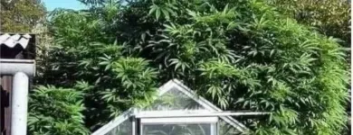 Business 10 image GREEN VIBES DISPENSARY Best Dispensary in Oklahoma City OK