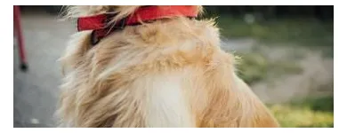 Business 3 image HAPPY PETS POOP SCOOP in Las Vegas NV