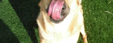 Business 4 image HAPPY PETS POOP SCOOP in Las Vegas NV