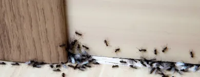 Business 2 image HILL CITY TERMITE REMOVAL EXPERTS Pest Control Services in Los Angeles CA