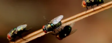 Business 5 image HILL CITY TERMITE REMOVAL EXPERTS Pest Control Services in Los Angeles CA