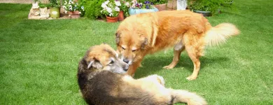 Business 1 image HOME SWEET HOME PET SITTING AND DOG WALKING Pet Sitting Exercising Services in Tucson AZ