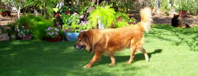 Business 4 image HOME SWEET HOME PET SITTING AND DOG WALKING Pet Sitting Exercising Services in Tucson AZ