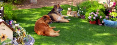 Business 2 image HOME SWEET HOME PET SITTING AND DOG WALKING Pet Sitting Exercising Services in Tucson AZ