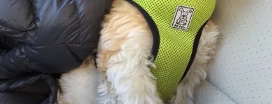 Business 1 image HOUND LOUNGE Pet Boarding in Walnut Creek CA