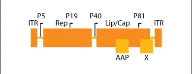Business 1 image HOUSTON GENE THERAPEUTICS Genetic Testing in Houston TX