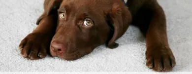 Business 4 image K & L CHEM-DRY Cleaning Services in Tucson AZ