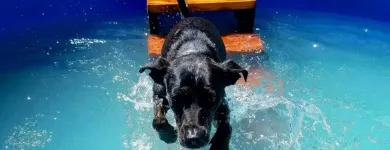 Business 1 image K9 KEEP FIT Water Heater Installation in San Jose CA