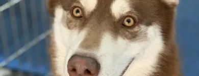 Business 2 image K9 KEEP FIT Water Heater Installation in San Jose CA