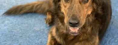 Business 3 image K9 KEEP FIT Water Heater Installation in San Jose CA