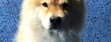 Business 6 image K9 KEEP FIT Water Heater Installation in San Jose CA