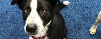 Business 7 image K9 KEEP FIT Water Heater Installation in San Jose CA