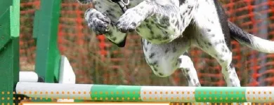 Business 8 image K9 KEEP FIT Water Heater Installation in San Jose CA