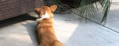 Business 9 image K9 KEEP FIT Water Heater Installation in San Jose CA