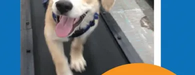 Business 11 image K9 KEEP FIT Water Heater Installation in San Jose CA