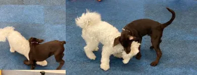 Business 12 image K9 KEEP FIT Water Heater Installation in San Jose CA