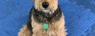 Business 14 image K9 KEEP FIT Water Heater Installation in San Jose CA