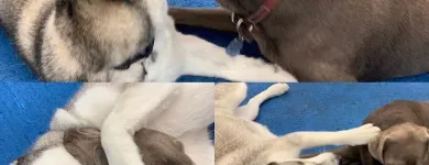 Business 17 image K9 KEEP FIT Water Heater Installation in San Jose CA