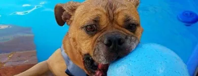 Business 18 image K9 KEEP FIT Water Heater Installation in San Jose CA