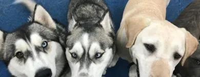 Business 21 image K9 KEEP FIT Water Heater Installation in San Jose CA