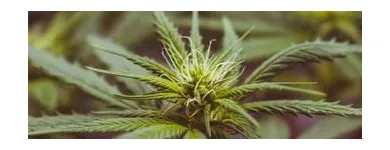 Business 1 image LIFE STYLE DISPENSARY Cannabis Flower in Broken Arrow OK