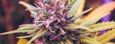 Business 2 image LIFE STYLE DISPENSARY Cannabis Flower in Broken Arrow OK