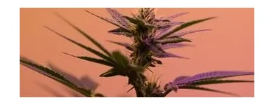 Business 9 image LIFE STYLE DISPENSARY Cannabis Flower in Broken Arrow OK