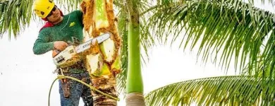 Business 1 image MAHONEY PROFESSIONAL SERVICES yard cleanup in Brandon FL