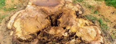 Business 3 image MAHONEY PROFESSIONAL SERVICES yard cleanup in Brandon FL