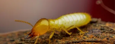 Business 2 image MAIN STREET TERMITE EXPERTS in Bexley OH
