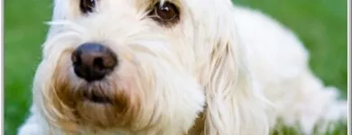 Business 2 image MANY PAWS Pet Groomer in Los Angeles CA