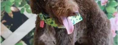 Business 1 image MELISSA MICHELLE GROOMING Pet Grooming in San Leandro CA