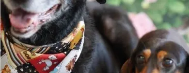 Business 3 image MELISSA MICHELLE GROOMING Pet Grooming in San Leandro CA