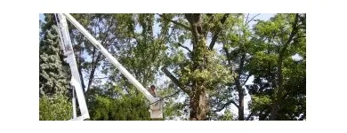 Business 9 image MENCHHOFER TREE CARE Tree Service in Indianapolis IN
