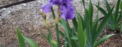 Business 3 image MENDOZA’S LANDSCAPING in San Jose CA