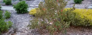 Business 4 image MENDOZA’S LANDSCAPING in San Jose CA