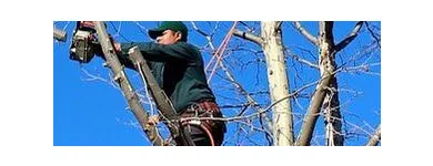 Business 1 image NORWALK TREE SERVICE Tree Removal in Norwalk CT