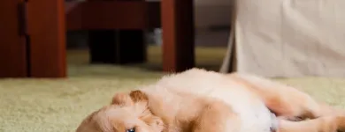 Business 8 image OXI FRESH CARPET CLEANING Floor & Tile Cleaning in Richmond TX