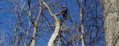 Business 5 image P&L TREE SERVICE Tree Trimming Service in Indianapolis IN